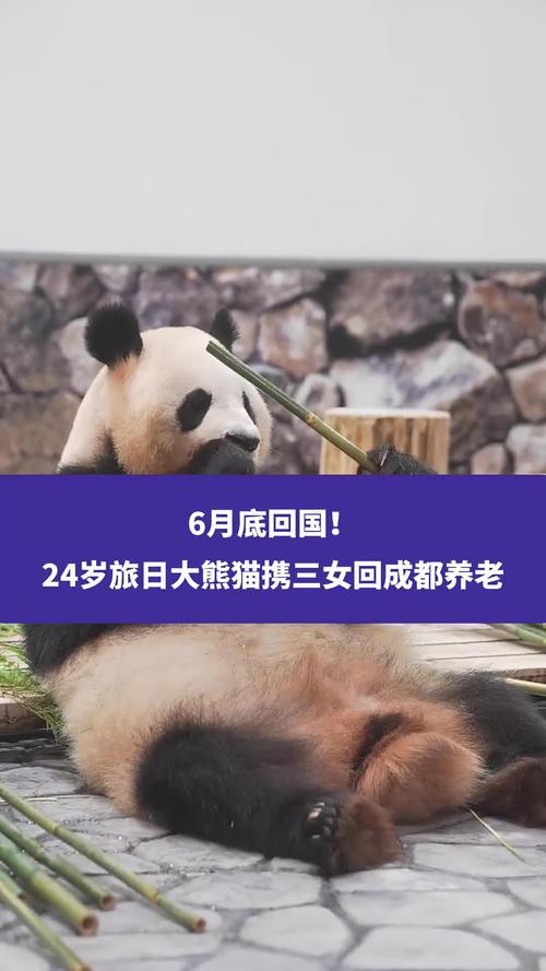 新澳门2025年正版免费和4旅日大熊猫将回国与旅日20年熊猫将回国 视频