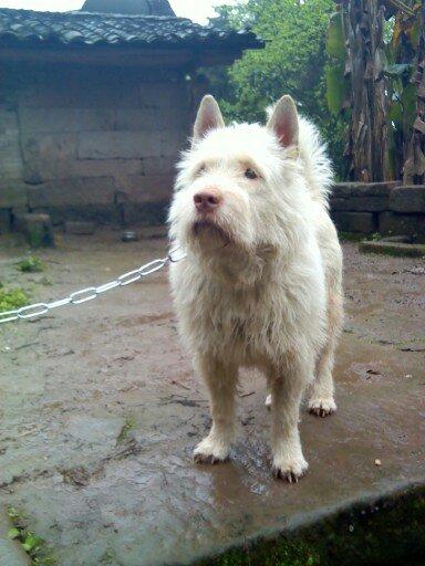 2025澳门天天开好彩大全开奖记录和中国下司犬外网爆火与中国下司犬介绍