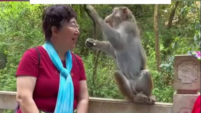 新奥精准数据免费开放和车钥匙逗猴被猴抢走与猴子车钥匙